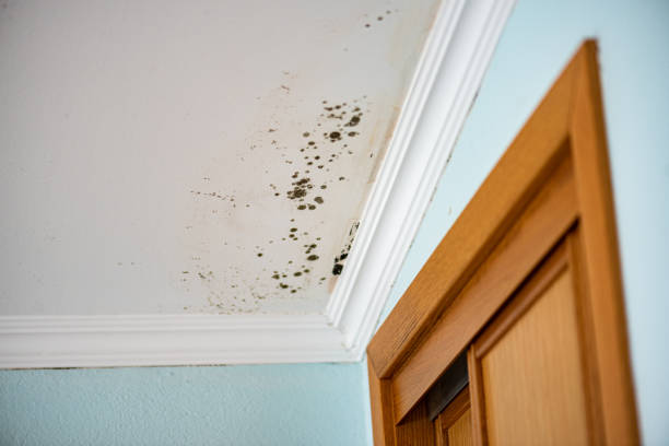 Office Mold Removal Services in Janesville, IA