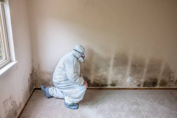 Best Office Mold Removal Services  in Janesville, IA