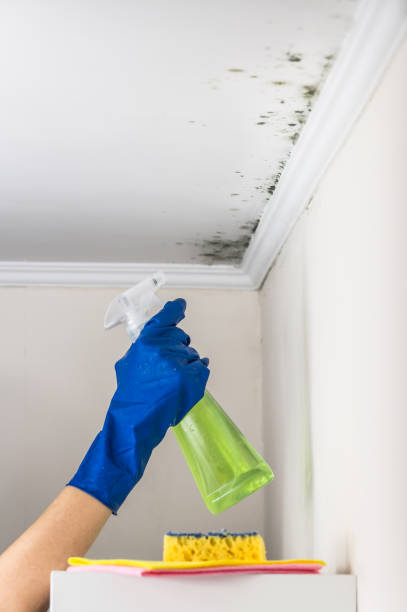 Janesville, IA Mold Removal Company